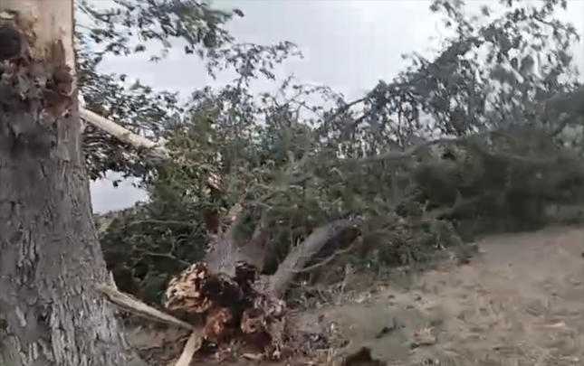 kulek-irigovdeli-agaci-yola-asirdi