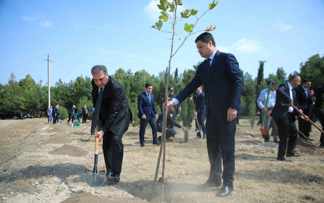 gencede-anim-gunu-ile-bagli-agacekme-aksiyasi-kecirilib