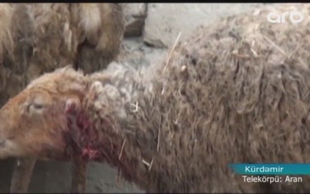 caqqallar-kende-hucum-etdi