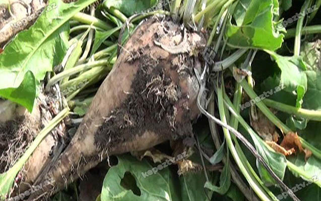 seker-cugunduru-ile-bagli-subsidiya-verilecek