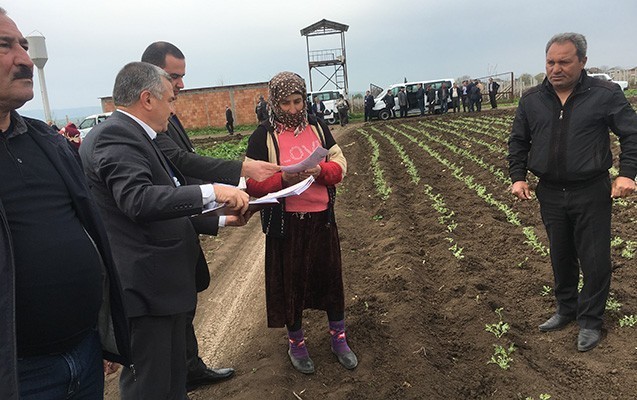 tarlada-kupca-payladilar