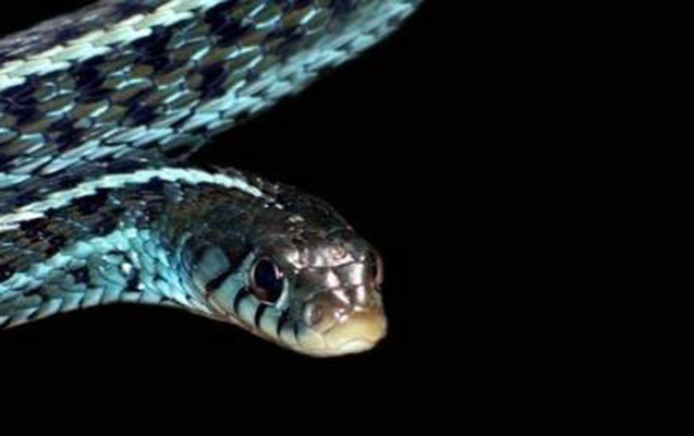 gence-sakinini-ilan-sancib