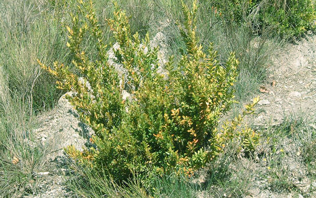 azerbaycanda-qirmizi-kitaba-dusen-agaclar-hucuma-meruz-qalib