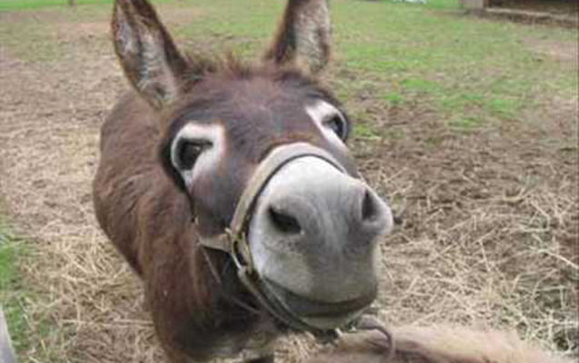 essek-7-yasli-usagi-ezdi