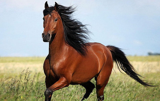 azerbaycan-atlari-xarice-dasinir