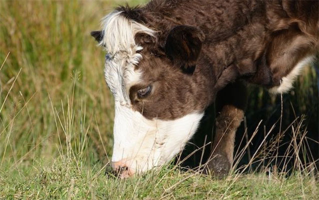 balaxanida-oglani-dana-vurdu
