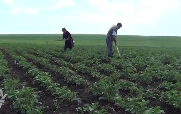 azerbaycanda-en-cox-hansi-mehsul-ekildi