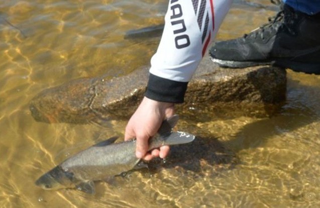 bu-maddeler-erkek-baliqlari-disiye-cevirir