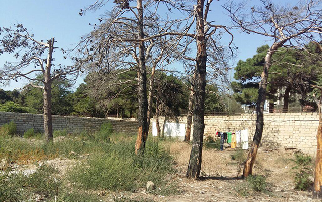agac-ekini-ile-bagli-yeni-qaydalar