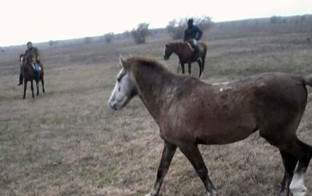 masallida-yaris-atlari-ogurlandi