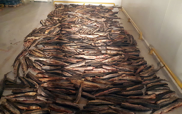 15-ton-nere-baliq-musadire-edildi