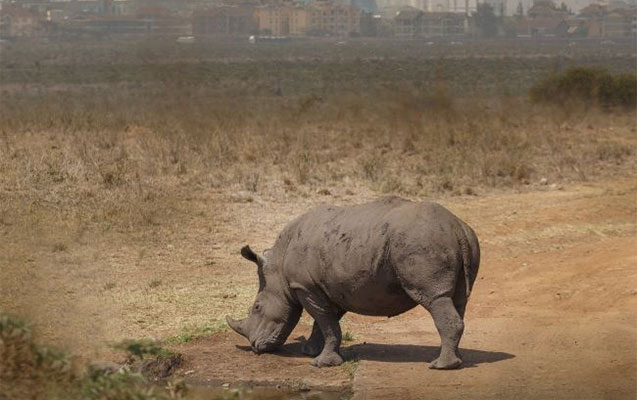 bu-heyvanlarin-nesli-tukenmek-uzredir