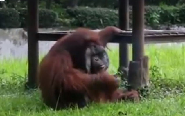 siqaret-ceken-meymun-heyvanseverleri-ayaga-qaldirdi