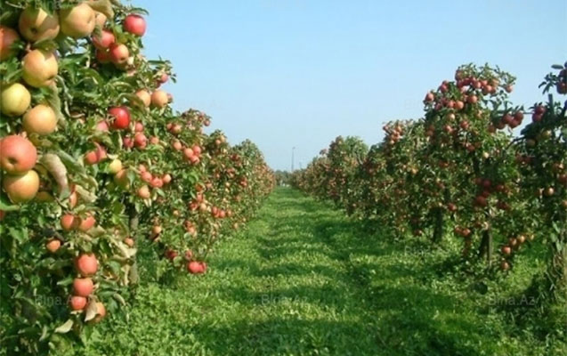 cingiz-celilov-alma-bagini-satib