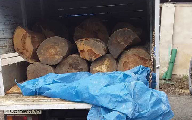 mesede-fistiq-agaci-kesenler-cerimelendi