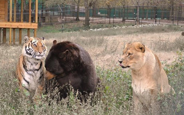 almaniyada-yirtici-heyvanlar-zooparkdan-qacib