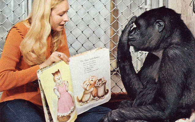 2-min-soz-bilen-dunyanin-en-agilli-qorillasi-oldu