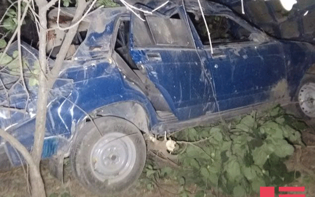 goycayda-vaz-agaca-cirpildi