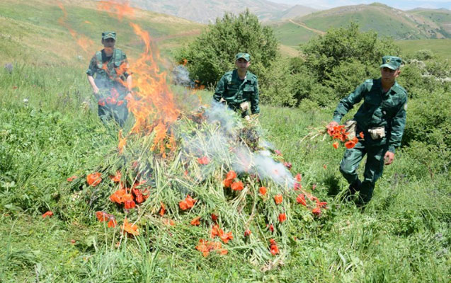 agstafada-35-ton-narkotik-yandirildi