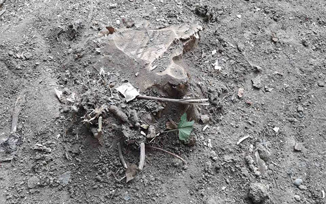 agaca-balta-vuranlar-axtarilir