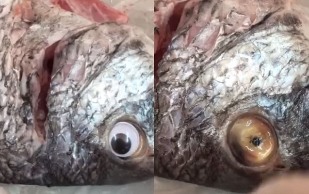 baliga-saxta-goz-taxdilar