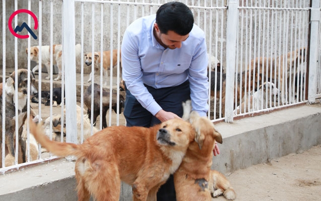 it-saxlamaq-ucun-30-sot-torpaq-ayrildi