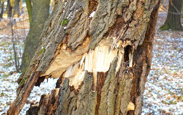 10-yasli-qizin-basina-agac-dusdu