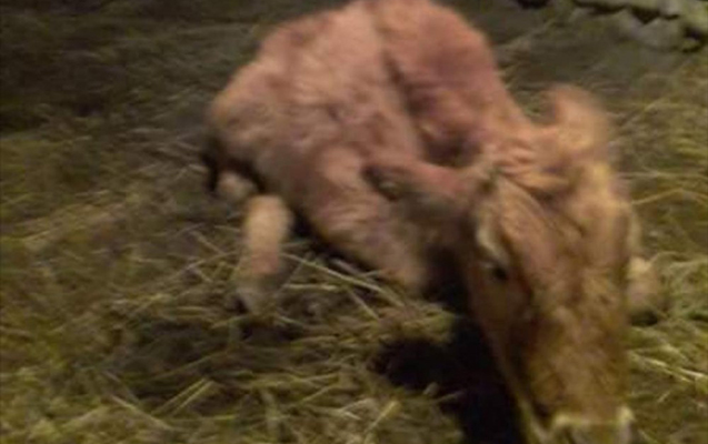 ehaliye-verilen-yararsiz-mal-qara-ile-bagli