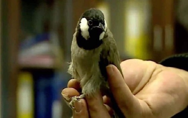 teyyarede-avstriyaya-geden-bulbul-deportasiya-edildi