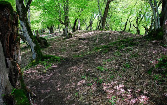 azerbaycanin-umumu-mese-fondunun-sahesi-1-milyon-hektardan-coxdur