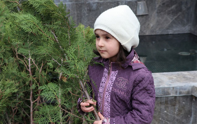 10-minden-cox-agac-tingi-5-rayonda-ekilecek