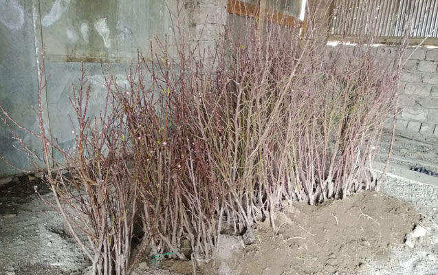 oz-bagini-salmaq-ucun-institutun-tinglerini-ogurladi