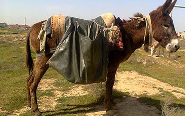 qubada-15-yasli-yeniyetmeni-essek-disledi