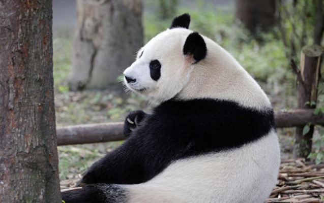 si-cinpin-moskva-zooparkinda-acilisa-qatilacaq