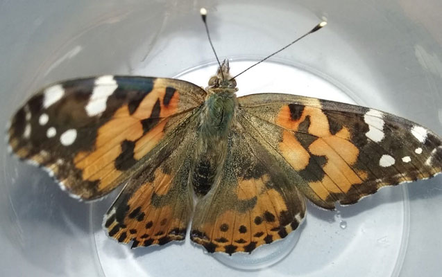 kepeneklerin-coxalmasi-ile-bagli-nazirlikden-aciqlama