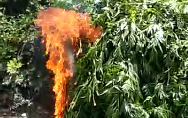 dord-ton-narkotik-yandirildi