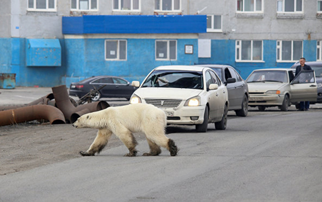 ac-ayi-seherde-qorxu-yaratdi