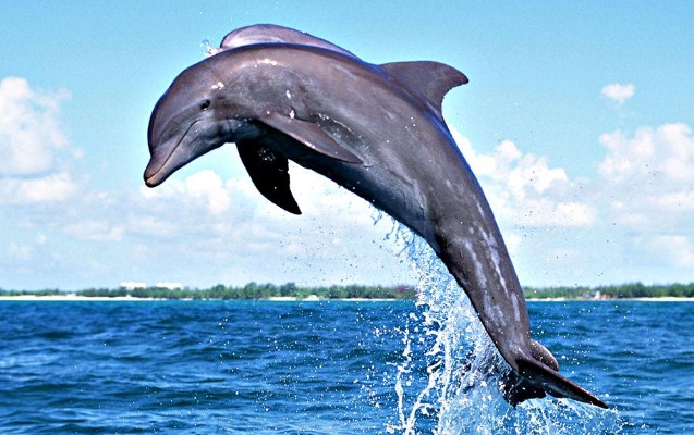 4-iyul-beynelxalq-esir-delfinler-gunudur