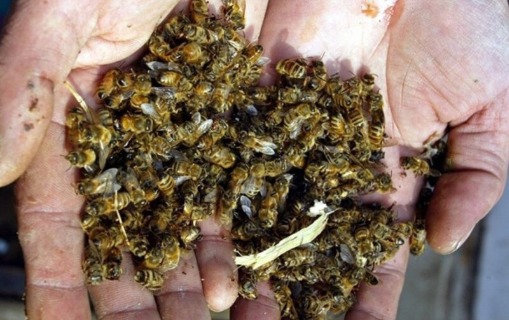 arilar-kutlevi-sekilde-telef-oldu