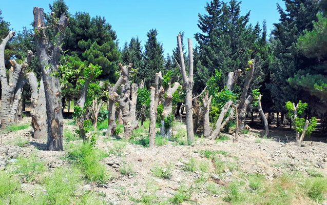 yasamalda-bir-gecede-132-agacin-kesilmesi-haqda-resmi-aciqlama