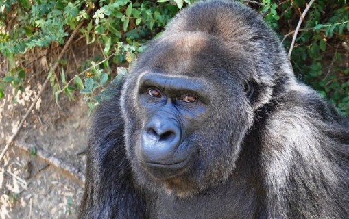 dunyanin-en-yasli-qerb-duzenlik-qorillasi-oldu