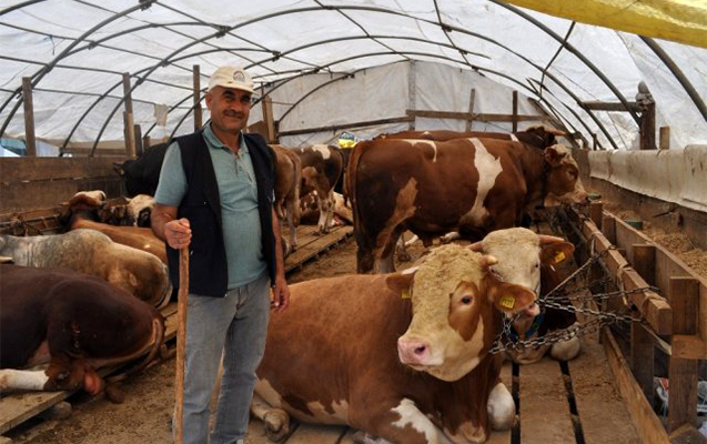 qurbanliq-ineyi-avtomobil-qiymetine-satdi