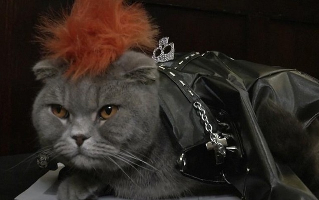 bu-defe-pisikler-podiuma-cixdi