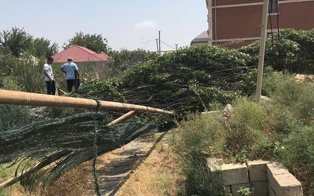 kulek-agaci-qaz-xettinin-uzerine-asirdi