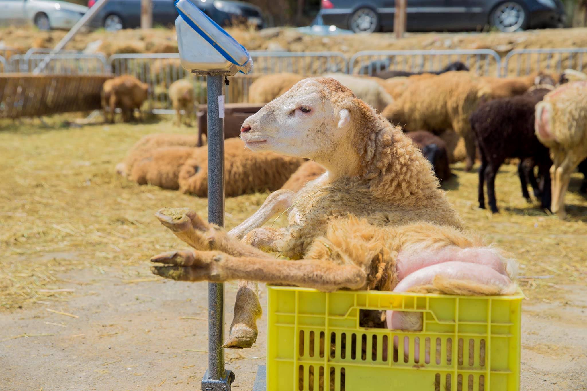 onlar-qurban-olacaq