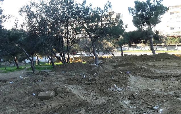 zeytunluqda-agaclar-kesilir