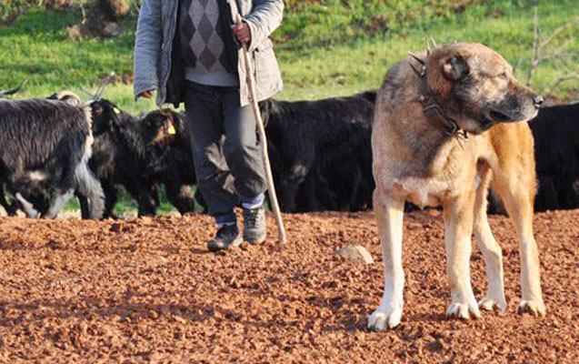 coban-islediyi-fermadan-ogurluq-etdi