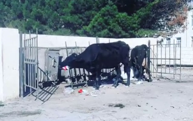 inekler-klyoklari-yeyir-biz-de-inekleri