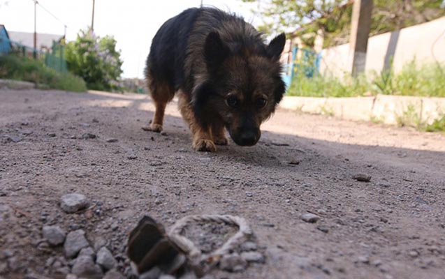 it-bir-ay-sahibinin-cesedini-qorudu