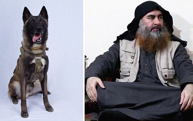 Tramp Bağdadini təqib edən iti Ağ Evə